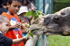 Jokowi Pastikan Harga Tiket Ragunan Bakal Naik