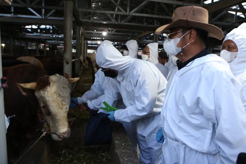 Kementan Pastikan 1,8 Juta Hewan Kurban Aman untuk Penuhi Kebutuhan Idul Adha