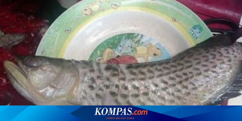 Viral Ayah Goreng Ikan Arwana Seharga Rp 2 Juta Kenapa Harga Ikan Arwana Mahal Halaman All Kompas Com