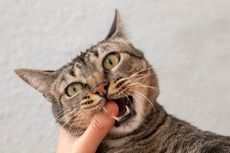 Kucing Menggigit Saat Dielus, Apa Alasannya?
