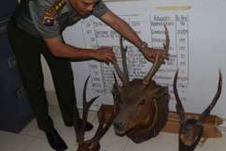 Tujuh tanduk rusa disita BBKSDA Sumut dari sebuah salon laki-laki di Medan