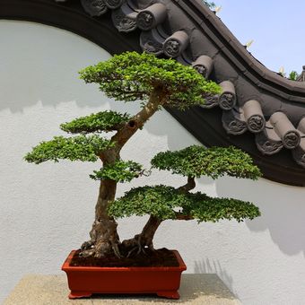Ilustrasi pohon bonsai jenis Chinese Elm.