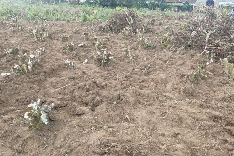 Kondisi kebun teh di salah blok perkebunan teh di Kecamatan Pangalengan, Kabupaten Bandung, Jawa Barat, Selasa (2/12/2025)