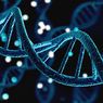 Apa Itu DNA dan Fungsinya Untuk Tubuh