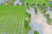 Ujian Berat bagi Asia Tenggara, El Nino Godzilla Perparah Dampak Konflik di Timur Tengah