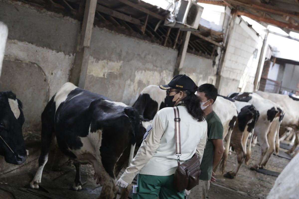 Sudin KPKP Jakarta Pusat melaksanakan kegiatan pemeriksaan hewan ternak dalam rangka mengantisipasi penyebaran penyakit PMK pada hewan ternak, Jumat (13/5/2022).