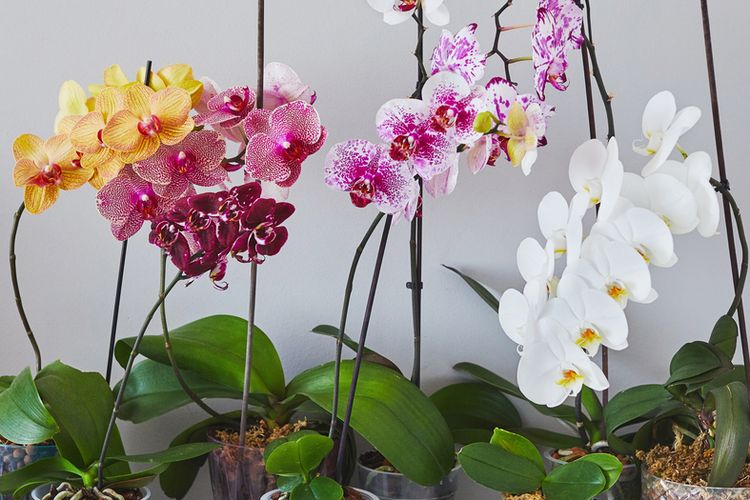 Ilustrasi tanaman anggrek.