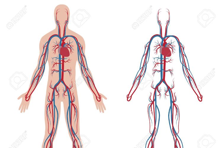 Ilustrasi sistem peredaran darah manusia.