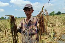 Jerit Petani Demak, Ribuan Hektar Padi Membusuk Saat Harga Gabah Melambung