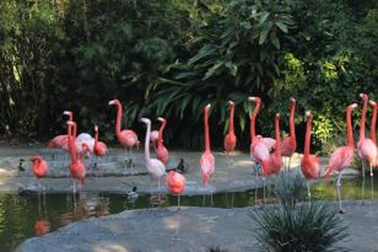 San Diego Zoo Flamingo Garden