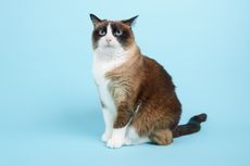 9 Fakta Menarik Kucing Snowshoe, Seperti Pakai Kaus Kaki