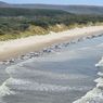 230 Paus Pilot Terdampar di Pantai Tasmania, Kenapa Paus Sering Terdampar?
