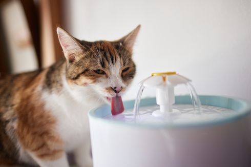 Bagaimana Mengetahui Kucing Mendapatkan Cukup Air?