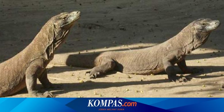 Ini Data Populasi Komodo di NTT hingga 2018