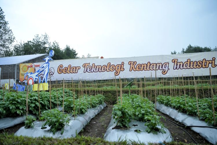 Kebun kentang di Balai Penelitian Tanaman dan Sayuran di Lembang Kabupaten Bandung Barat. Kentang tersebut akan diekspor ke Amerika dan Tiongkok dengan nilai transaksi mencapai Rp 2 miliar. 