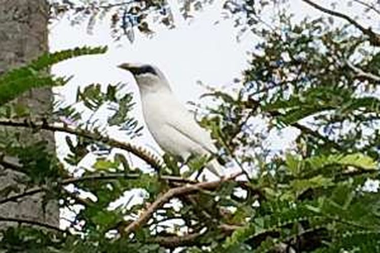 Jalak bali (Leucopsar rothschildi) yang dilepas ke alam bebas di Cekik, Kabupaten Buleleng, Taman Nasional Bali Barat.