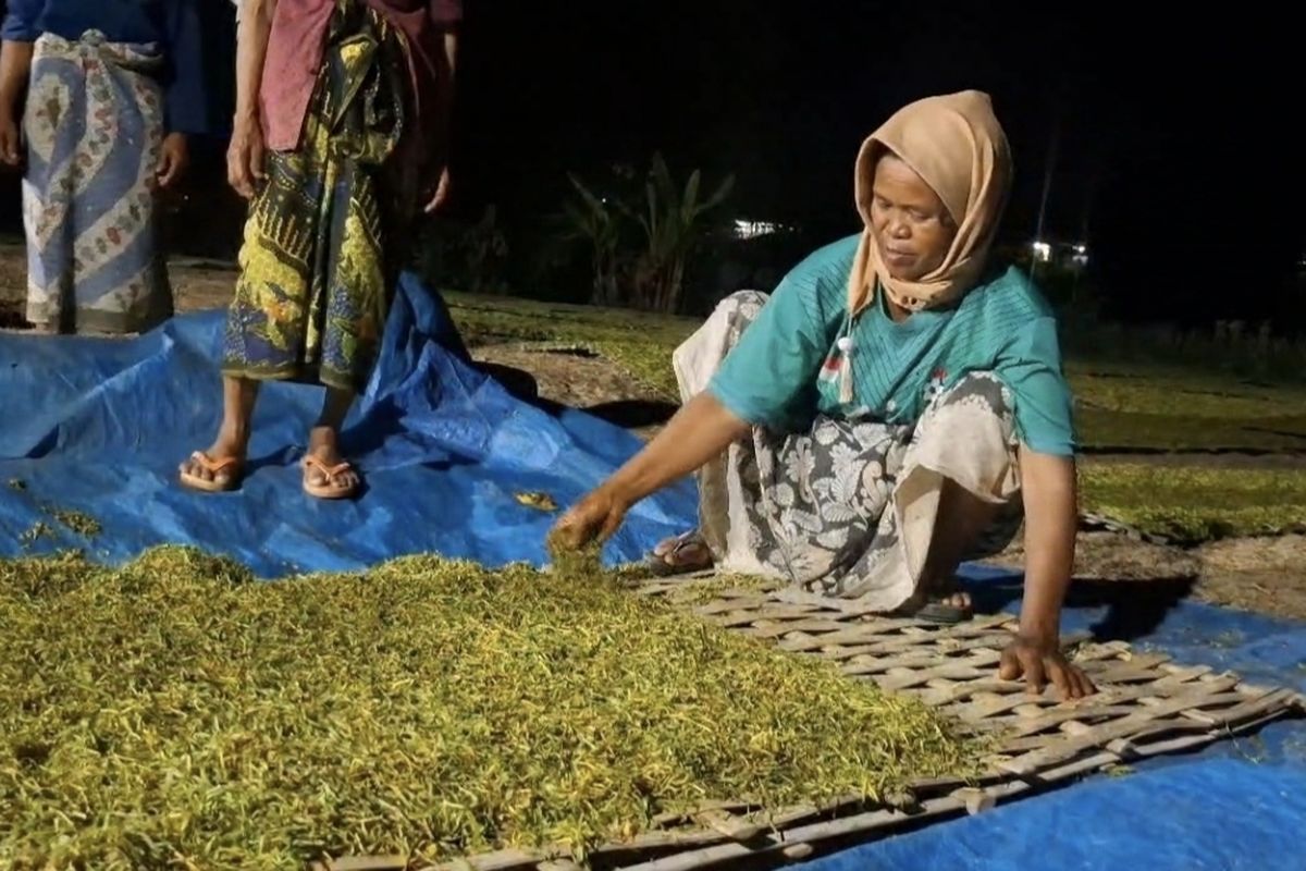 Petani sedang menata tembakau yang sudah dirajang untuk dijemur keesokan harinya. 