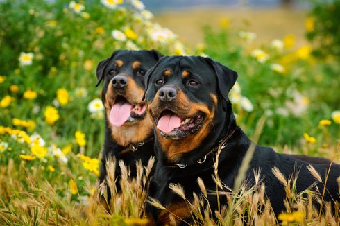 5 Ras Anjing Terbaik untuk Menjaga Rumah, Rottweiler hingga Akita