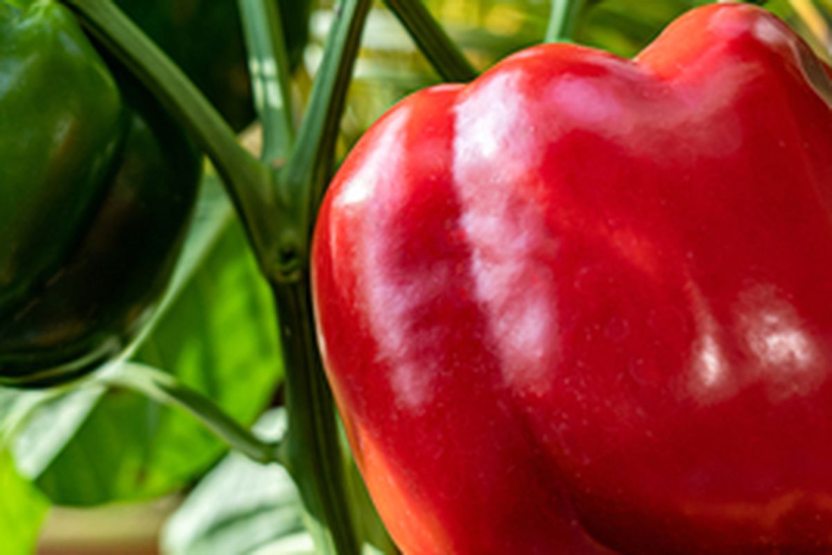 Ilustrasi tanaman paprika