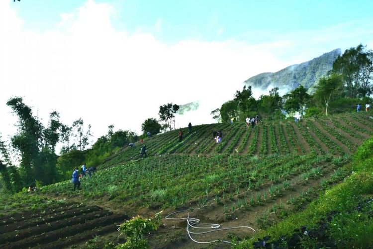 Foto: Agrowisata strawberry yang ada di Desa Pemo, Kecamata Kelimutu, Kabupaten Ende, NTT.