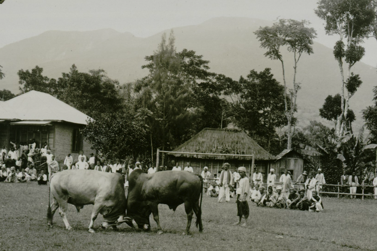Tradisi Adu Kerbau di Minangkabau, Sumatera Barat, 1932?1934