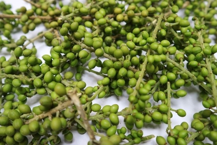 Buah tanaman andaliman