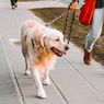 5 Penyebab Anjing Tidak Mau Diajak Jalan-jalan