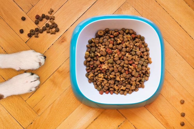 Makanan kucing aman dikonsumsi anjing, asal anjing tak memiliki gangguan saluran cerna, ginjal dan hati.