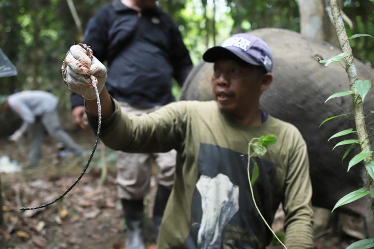 Ancaman Pagar Listrik dan Jerat Perambah Liar Mengintai Kehidupan Gajah Sumatera di Jambi
