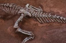 Xingxiulong yueorum, Dinosaurus dari Zaman Jurassic Ditemukan di China