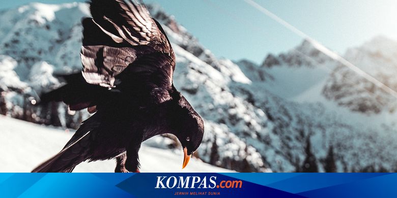 Jangan Disakiti, Binatang-binatang Ini Bisa Menyimpan Dendam