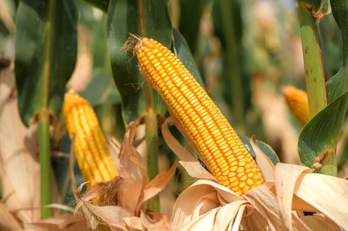 Jawab Keresahan Petani, East West Seed Indonesia Hadirkan Benih Jagung Manis Berkualitas