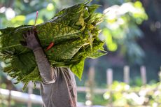 Produksi Tembakau Indonesia Cenderung Stagnan, Mengapa?