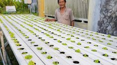 Menyemai Cuan di Lahan Sempit, Kisah Cak Ateng Jombang Bertanam Sayur Hidroponik