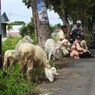 Pasar Hewan di Lumajang Disterilisasi, Pedagang Kambing Jualan di Pinggir Jalan