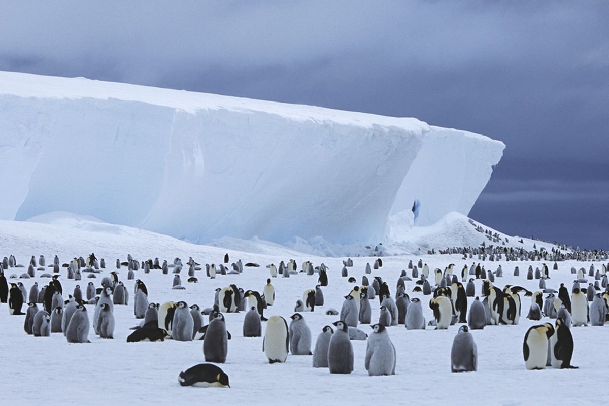 Ilustrasi Antartika. 