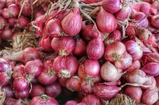 Tidak Sulit, Begini Cara Menanam Bawang Merah di Polybag