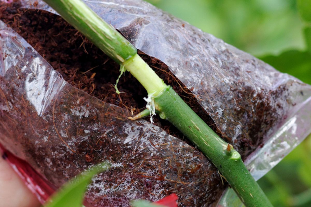 Ilustrasi cangkok tanaman, mencangkok tanaman. 