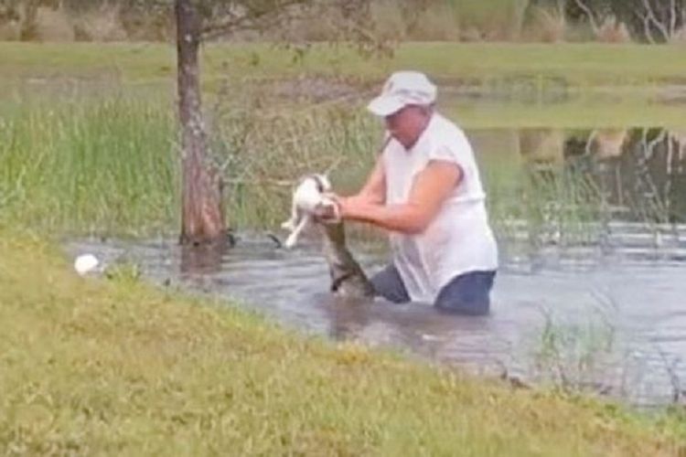 Seorang pria bernama Richard Wilbanks bergumul menyelamatkan anak anjingnya dari rahang alligator sembari mengisap rokok.