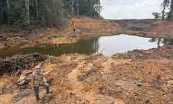 Kisah Perempuan Dayak Melawan Dampak Tambang dengan Cabai