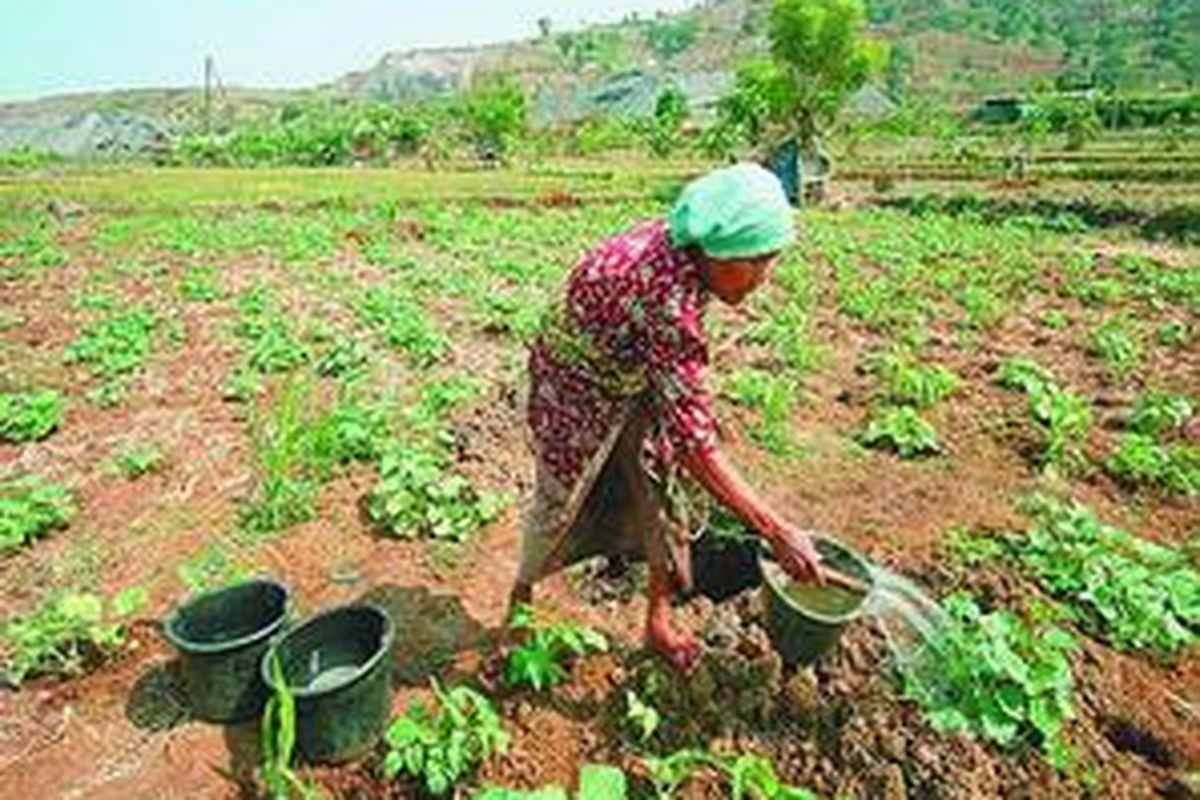 Ramsiah, petani di Pulo Ampel, Bojonegara, Banten, menyirami tanaman timun suri di ladangnya, awal Agustus 2008. Musim tanam tahun ini barangkali yang terakhir bagi Ramsiah dan ratusan petani lain di Bojonegara karena ladang tersebut sudah diambil alih sejak tahun 1980 dan di tempat tersebut akan didirikan pabrik.