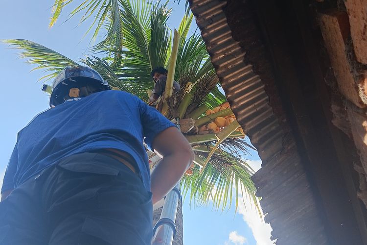 Kaki Kram Saat Panjat Pohon Kelapa, Pria di Kukar Dievakuasi Damkar