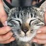 Arti Tingkah Aneh yang Sering Dilakukan Kucing