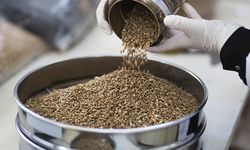 Harga Mie Instan Melonjak, Kementan Ajak Masyarakat Waspada Ancaman Krisis Pangan Global