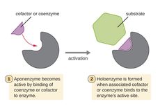 Apoenzim, Protein Penyusun Enzim