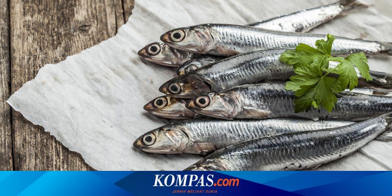 Berita Harian Ikan Trout Terbaru Hari Ini - Kompas.com