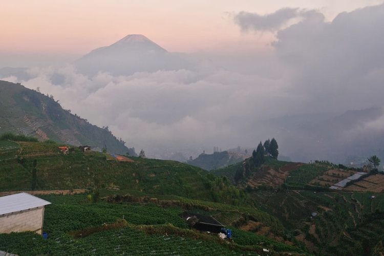 Wisata Pendakian Jadi Jalan Memulihkan Hutan Gunung Prau
