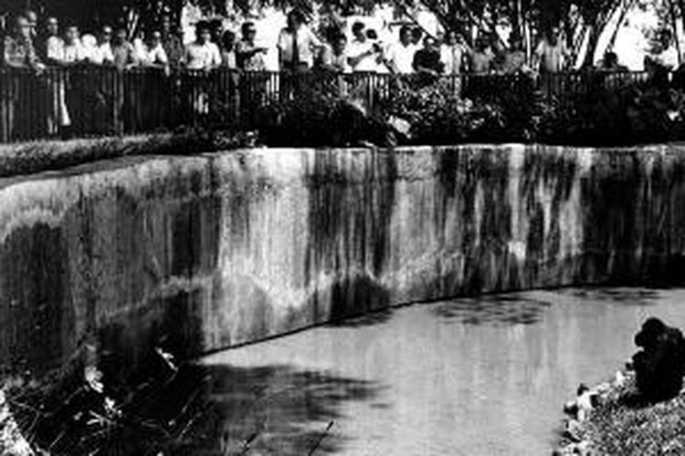 Anggota DPR dari Komisi V, Jumat (7/12/1973), meninjau Taman Margasatwa Ragunan di Pasar Minggu, Jakarta Selatan. Rombongan anggota Dewan tersebut sedang menonton orangutan, salah satu binatang khas Indonesia, yang telah menjadi salah satu ikon TMR pada masa itu. 

