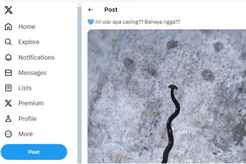 Beredar Foto Cacing Berkepala Martil, Apakah Berbahaya?