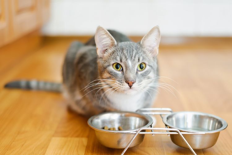 ilustrasi berapa lama kucing dapat bertahan hidup tanpa makan?